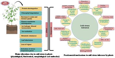 Low Temperature Stress Tolerance: An Insight Into the Omics Approaches for Legume Crops